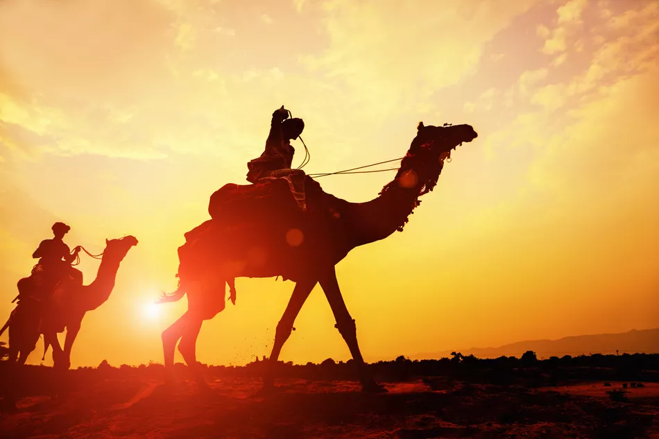 Camel Safari in the Thar Desert